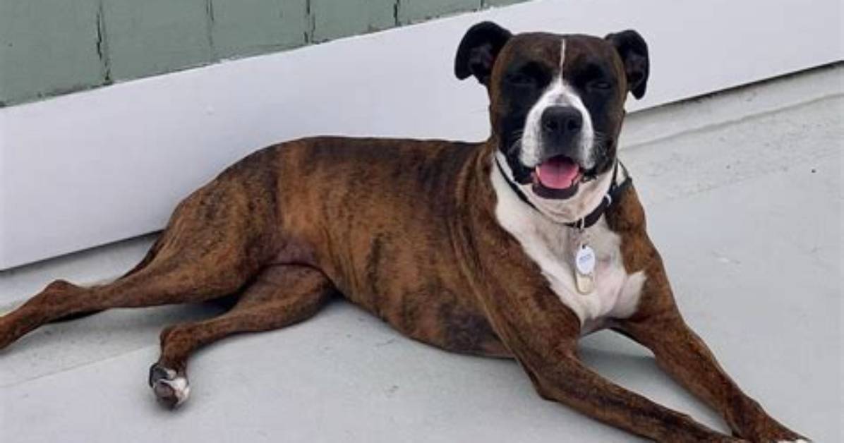 Pitbull Boxer Mix in Pictures Temperament Physical Traits And