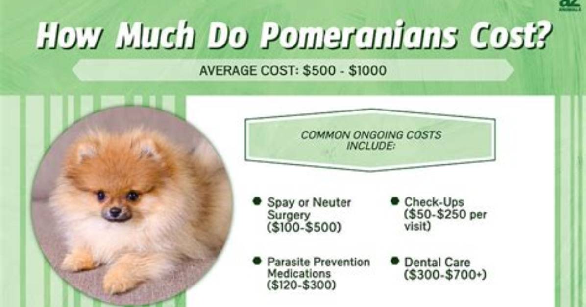 Pomeranian Price Reality Visual Cost Breakdown and Breeder