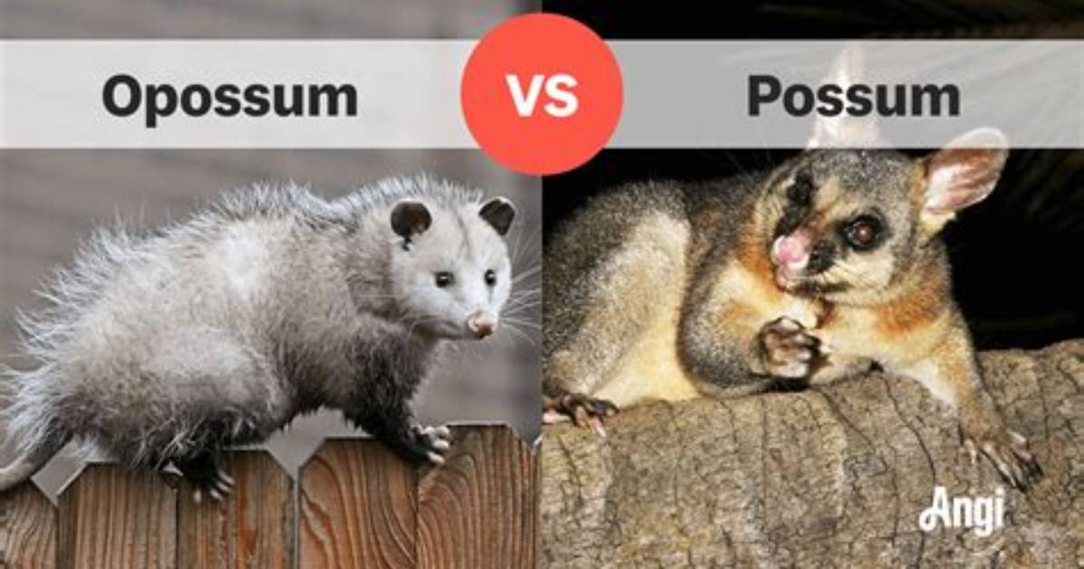 Possum vs Opossum Why Millions Get These Two Completely Different