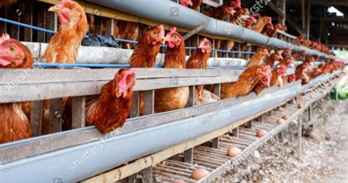 Poultry