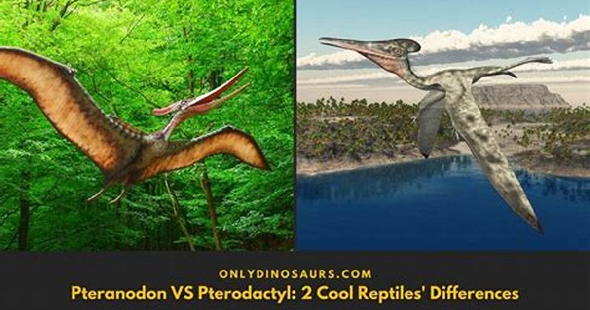 Pteranodon vs Pterodactyl Complete Beginner S Guide to Flying