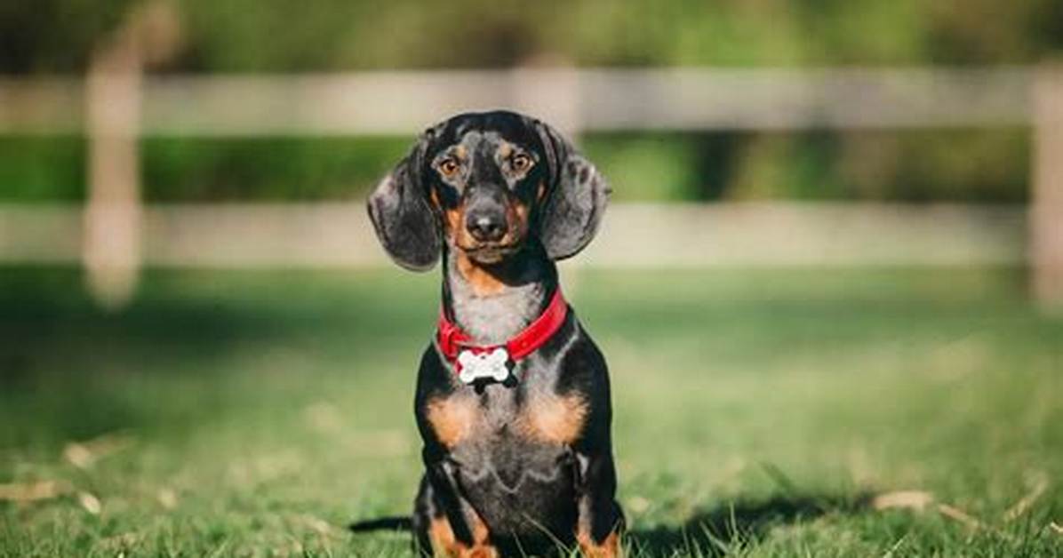 Ranked Among the Longest Living Breeds Dachshund Life
