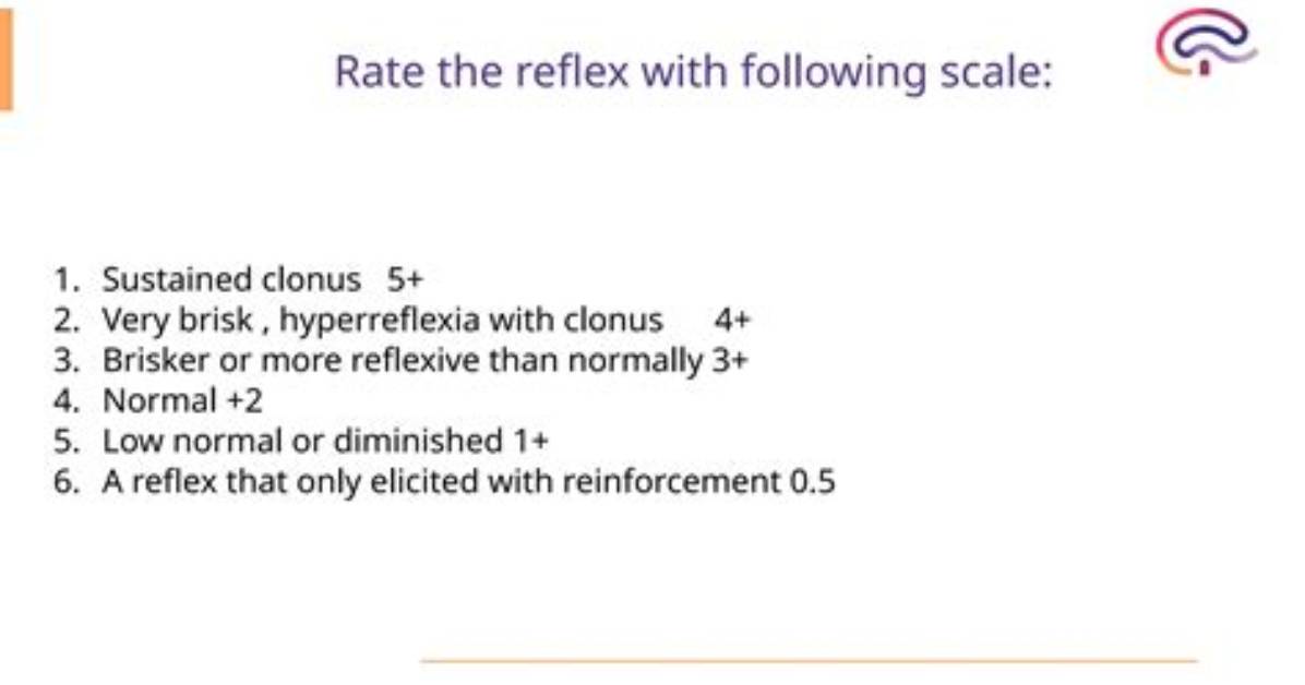 Reading the Reflex Visualizing Normal vs Pathological Brachioradialis