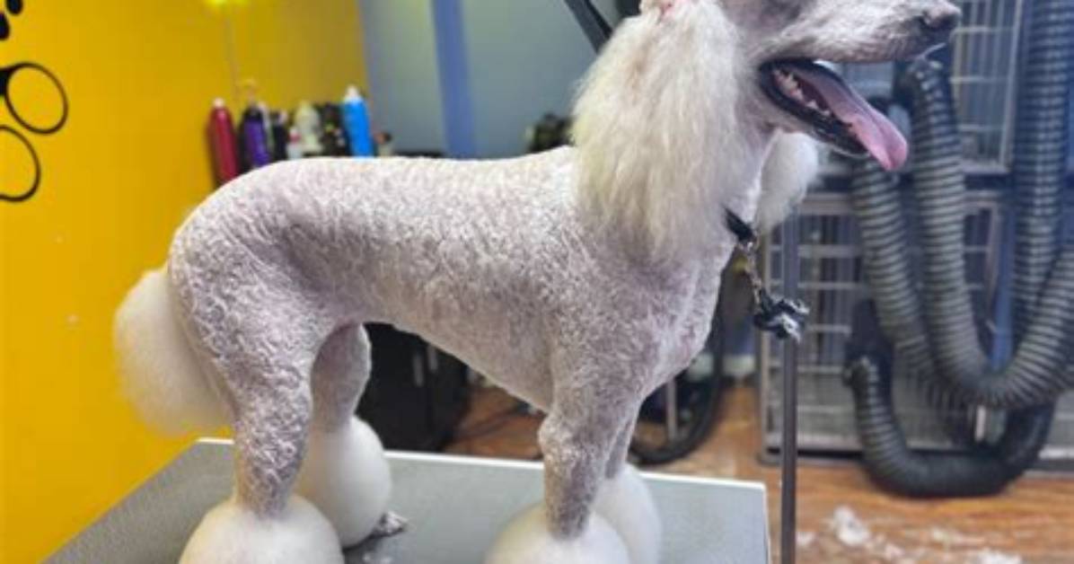 Real Pet or Cgi Breaking Down the Dancing Doggo