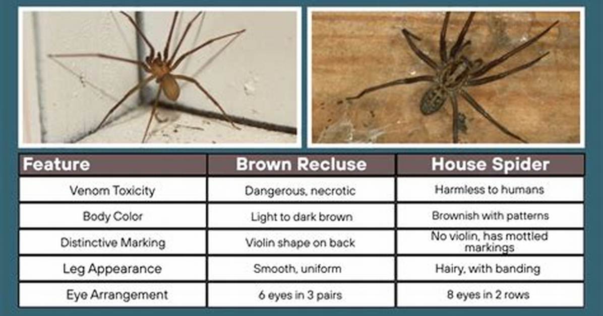 Recluse vs Brown Recluse Spider Fact Checking the Confusion Behind The