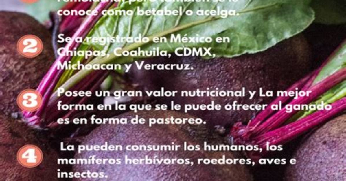 Remolacha or Betabel the Definitive Language Guide to Beetroot in Spanish