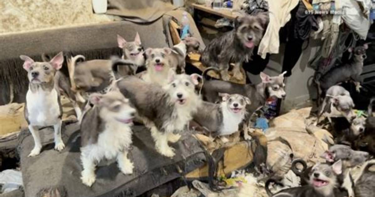 Rescue Shelters Spotlight Merle Dogs Amid Ongoing Designer Dog
