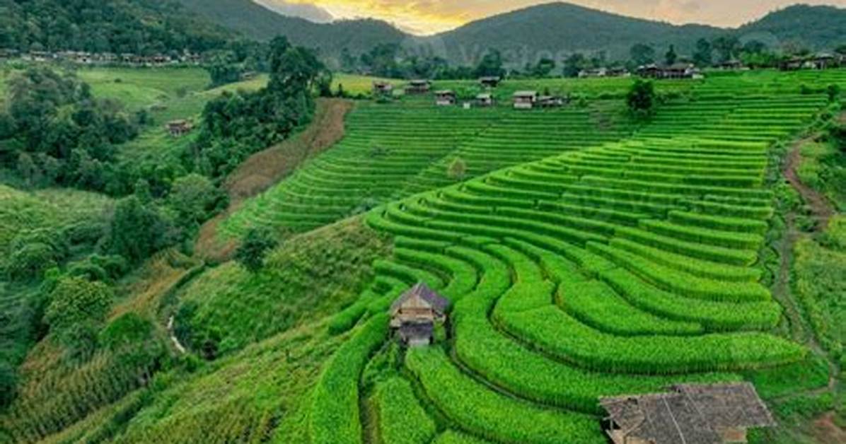 Rice Fields in 2026 from Traditional Farmlands to Global