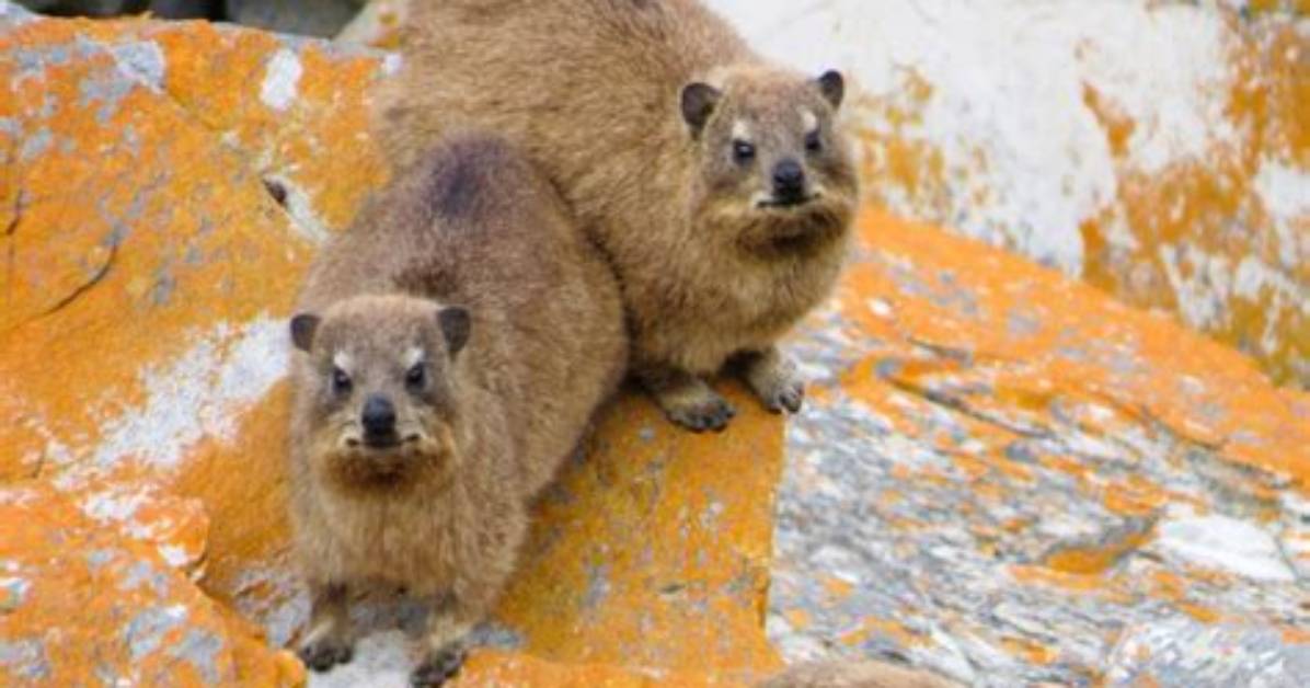 Rock Hyrax Awawa Explained Everything to Know About The