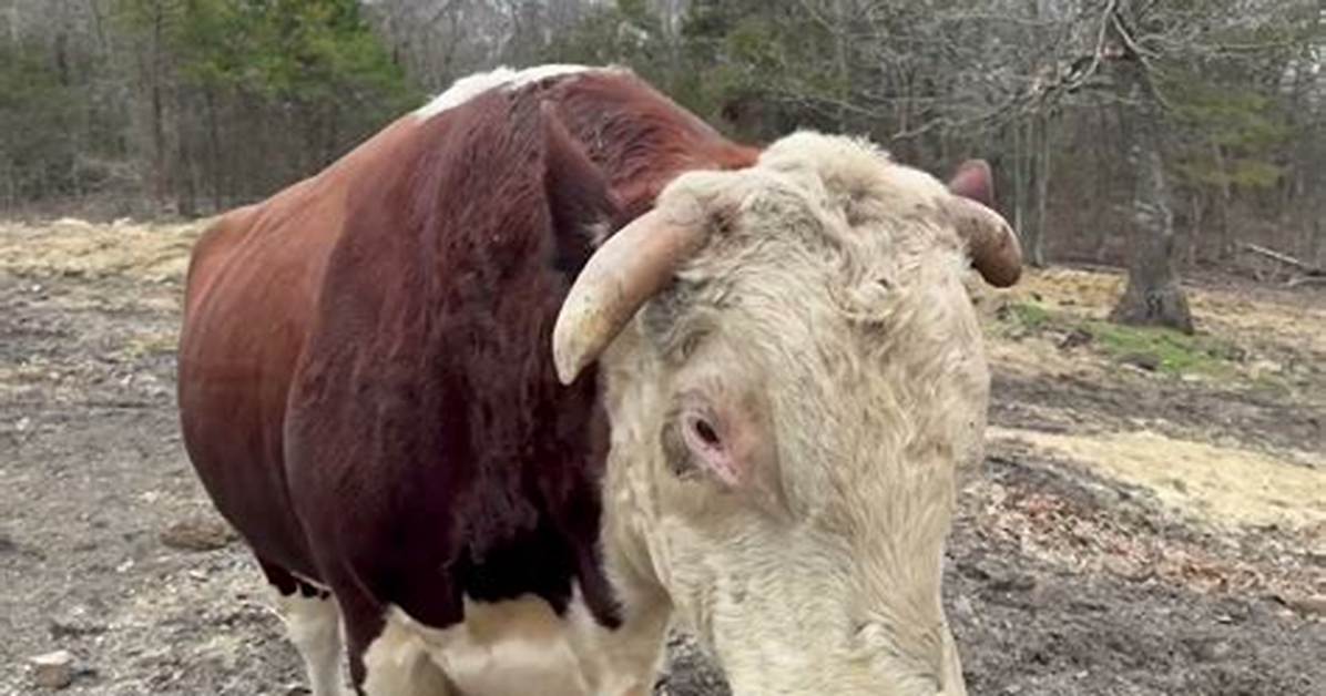 Rufus the Bull Status Update Timeline of Rumors and Brent S
