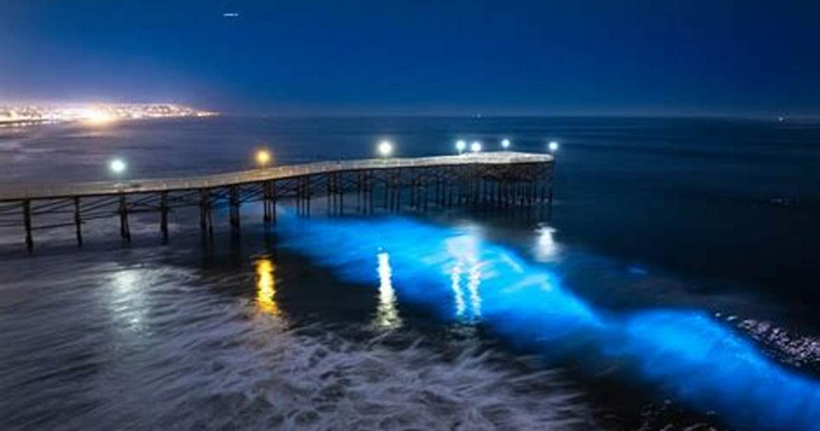 San Diego Bioluminescence Tracker Live Sightings Timing And