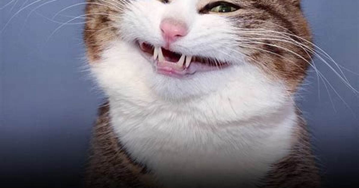 See the Most Hilarious May I Meet You Memes Taking over The