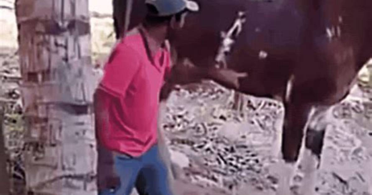Shocking Viral Horse Videos Debunked