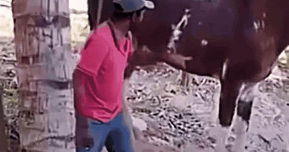 Shocking Viral Horse