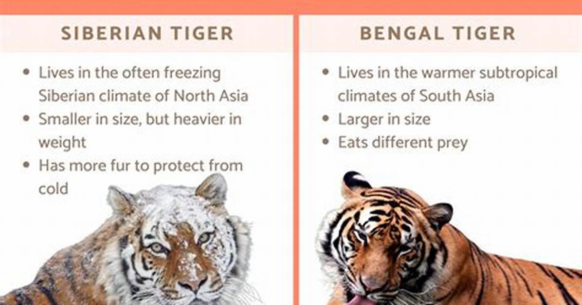 Siberian vs Bengal Tiger Complete Breakdown Weight Habitat And