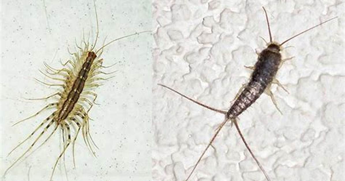 Silverfish vs House Centipede the Complete Guide to Safe Eradication And