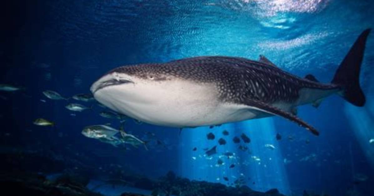 Sleeping Beneath the Whale Sharks What Georgia Aquarium Overnight Stays Are Really Like