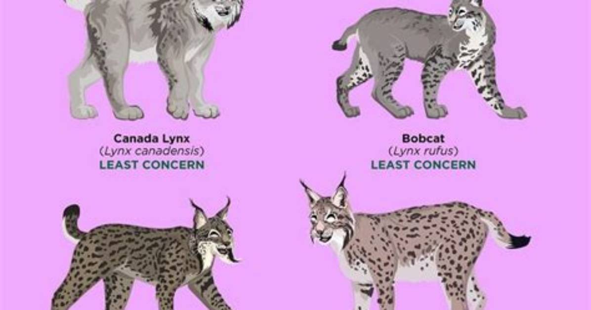 Snow Lynx Cat Guide Personality Genetics Rarity And