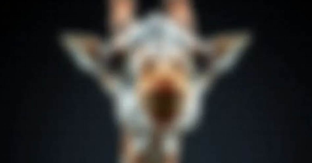 Solving the Giraffe Vocalization Mystery How Bioacoustics Cracked The