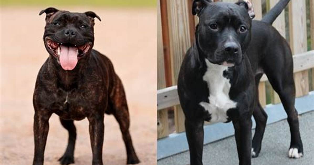 Staffordshire Bull Terrier Reputation vs Reality Are The