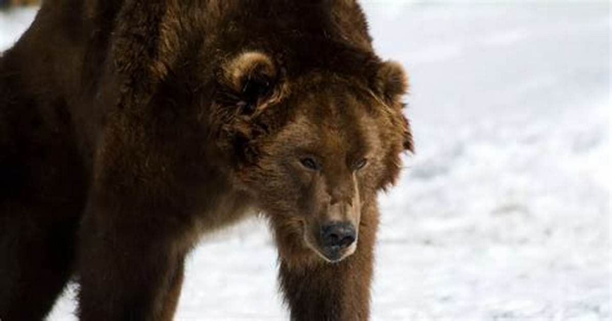 Starving and Groggy the Alarming Reason Bears Are Waking up Early Across