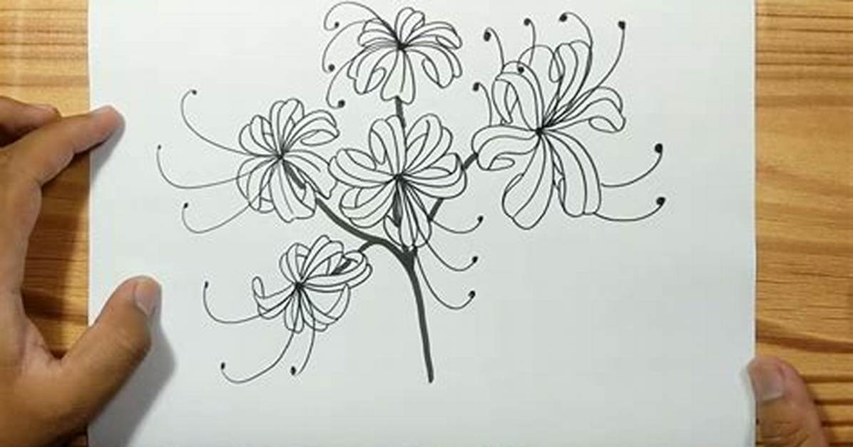 Step by Step Spider Lily Drawing Blueprint Master Delicate Petals And