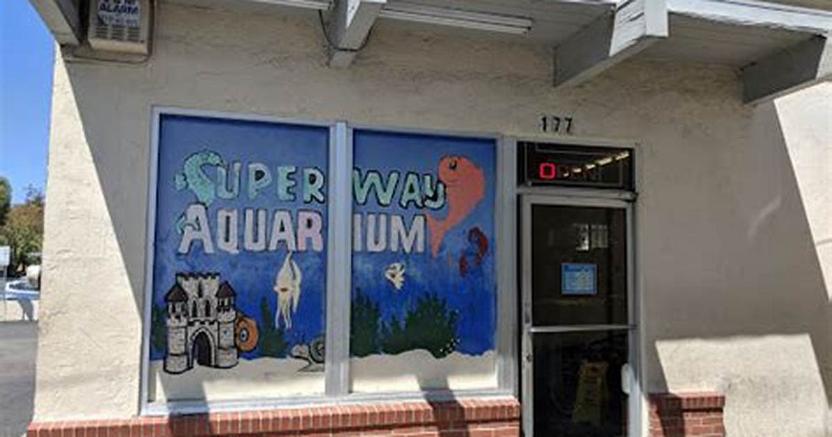 Superway Aquarium Hayward Updates What Bay Area Hobbyists Need To