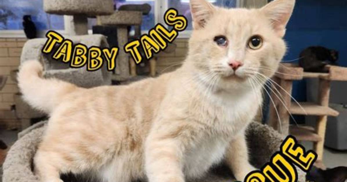 Tabby S Place Global Rescue Timeline from Middle East Battlegrounds to Nj
