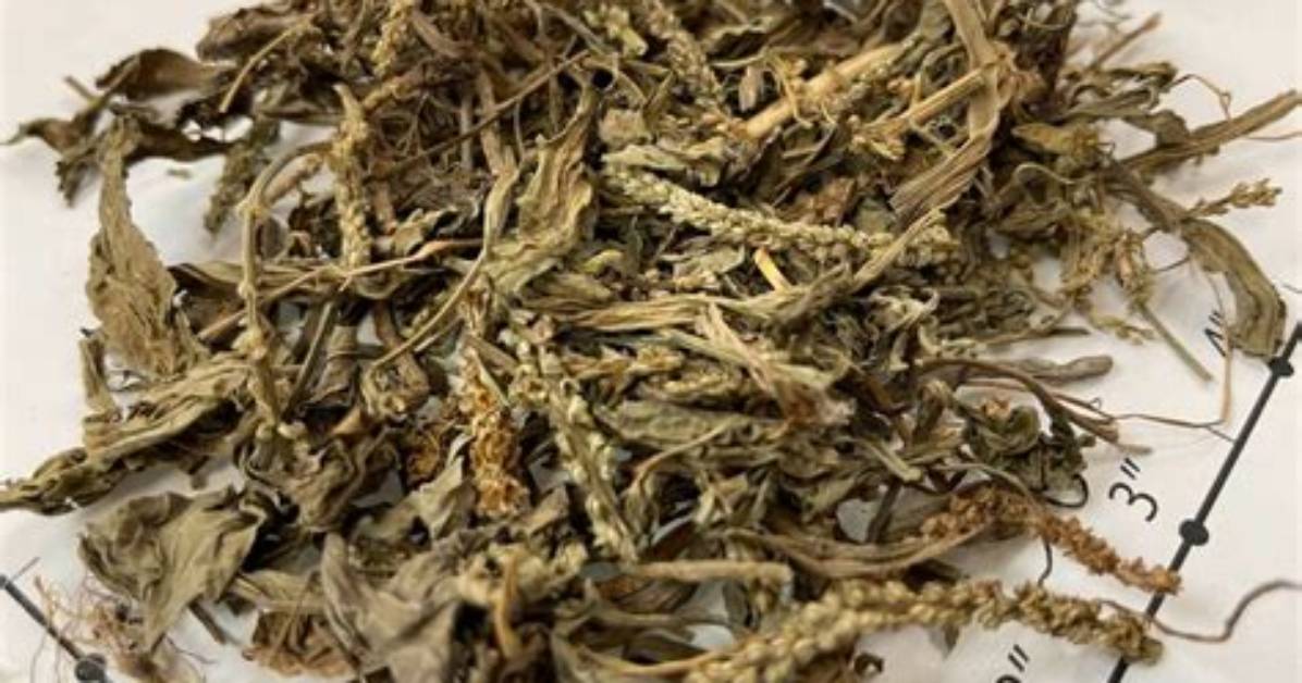 Tawahoterunagoya Ke Shi Che Di Bi Jiao Zhi Gubyuto Xian Dingatono Zhen Siwo