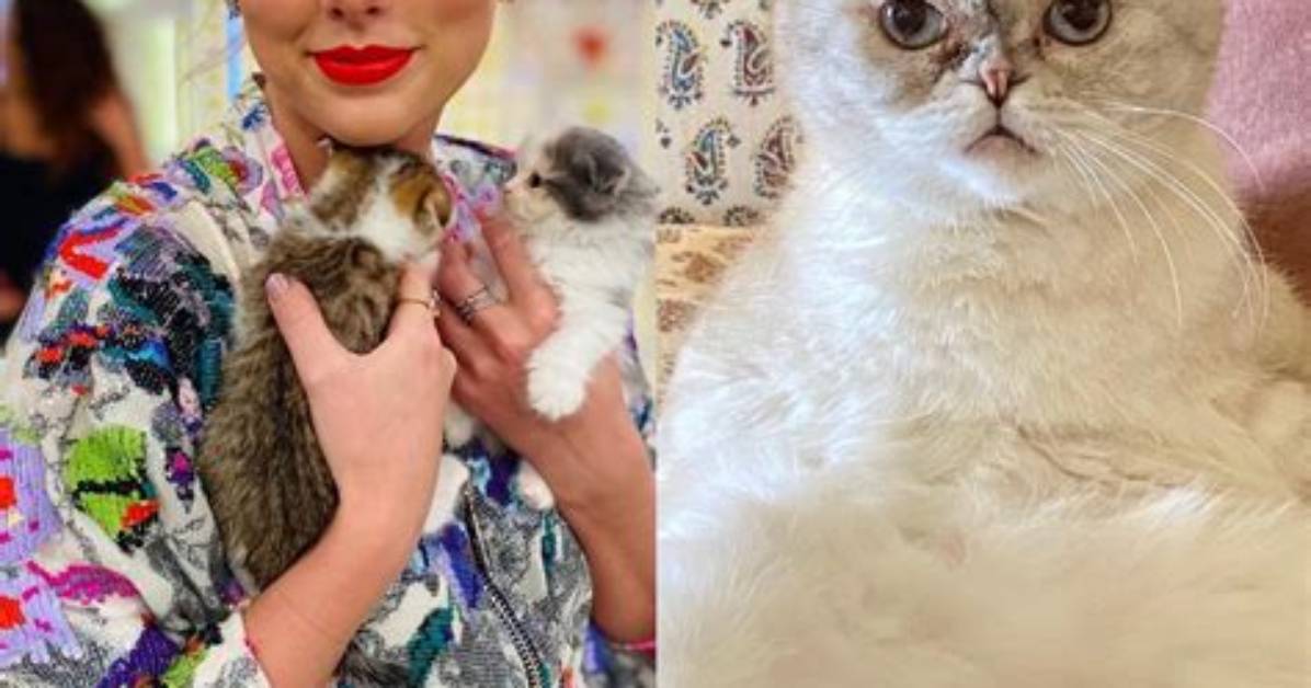 Taylor Swift S Cats in the News from the Emmys Spoof to the New