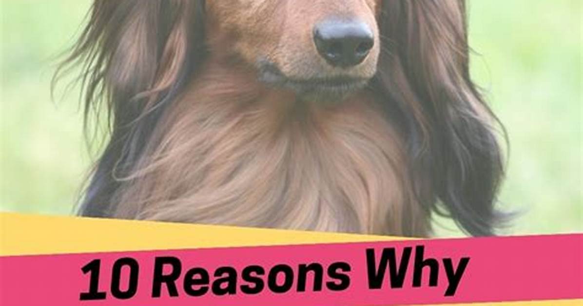 The 2026 Dachshund Boom Why Long Haired Doxies Are Surging In