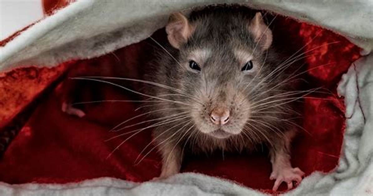 The Absurd Truth Behind the Rat Eating Cheese Meme Taking