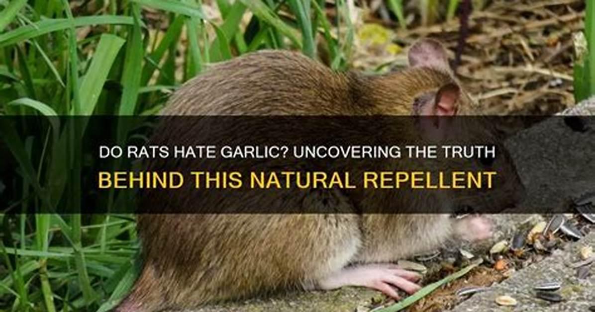 The Absurd Truth Behind the Rat