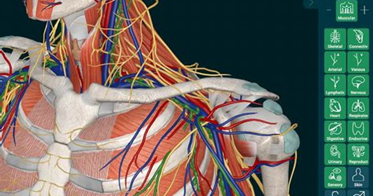 The Anatomy of A