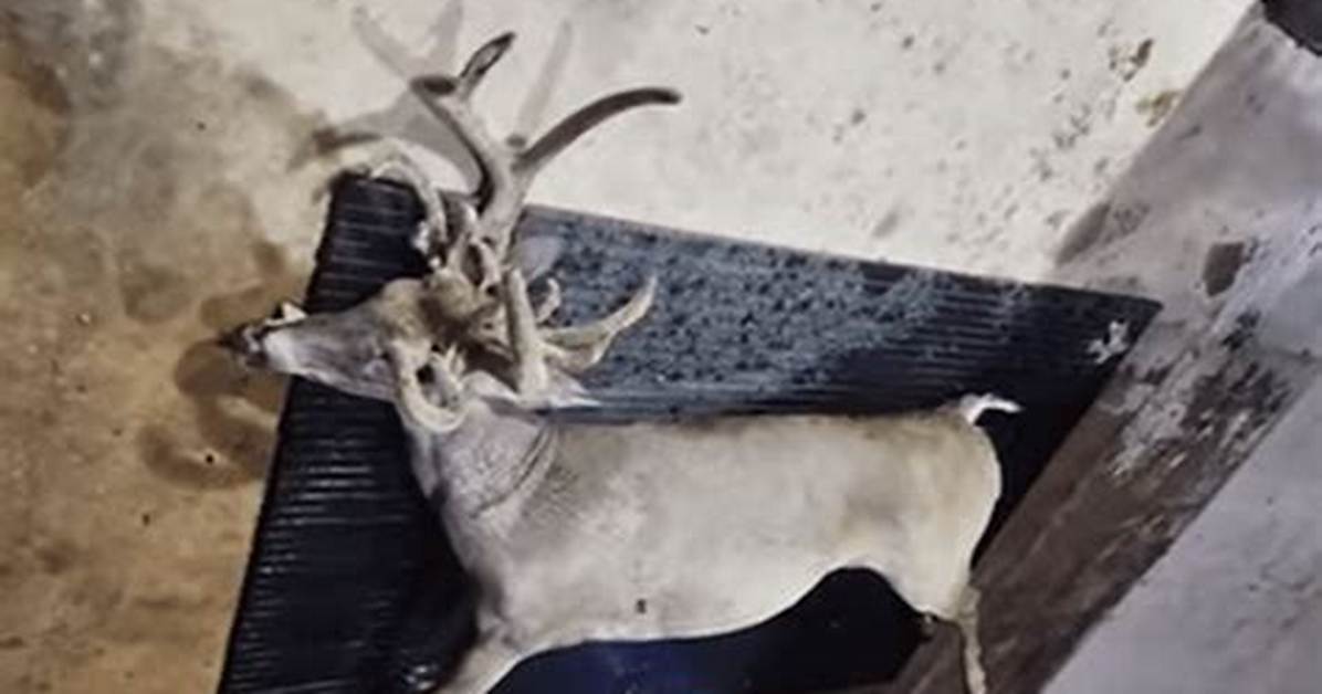 The Antlered Doe Proof Real Photos Verified Trophies and 200