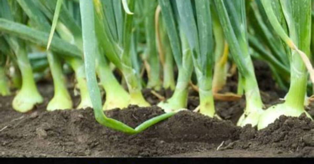 The Complete Allium Prep Guide Green Onions Spring Onions And