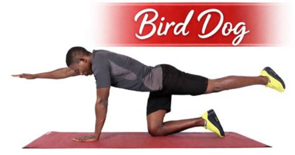 The Complete Bird Dog Exercise Handbook Benefits Form Sets And