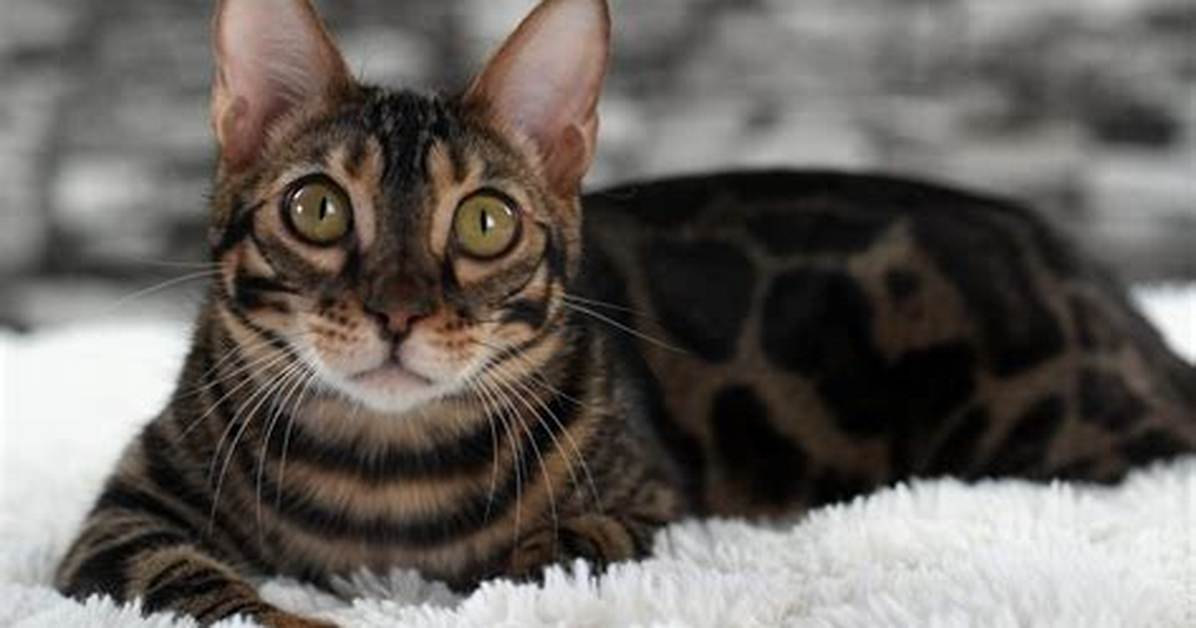 The Complete Black Bengal Kitten Guide Rarity Costs Care And