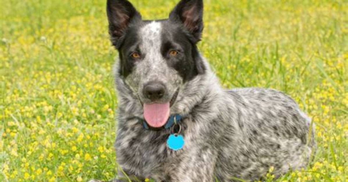 The Complete Blue Heeler Shepherd Cross Blueprint Training Nutrition And