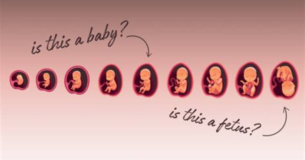 The Complete Etymological Guide What Fetus Means in Latin And
