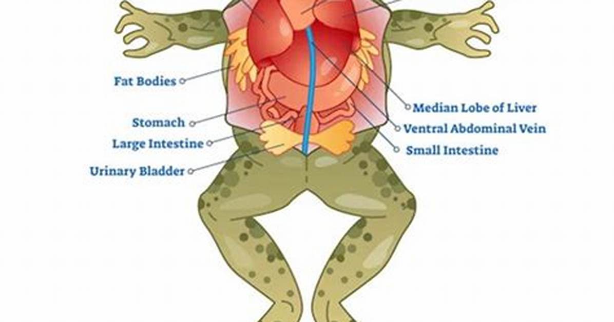 The Complete Guide to the Frog Butt Meme Origins Meanings And