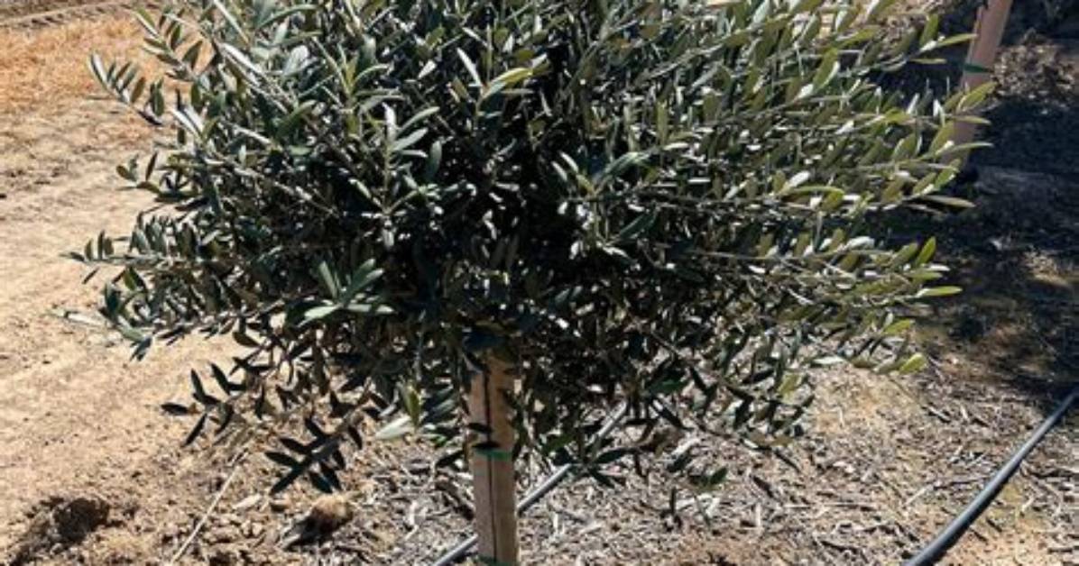 The Complete Little Ollie Olive Tree Master Guide Water Soil And