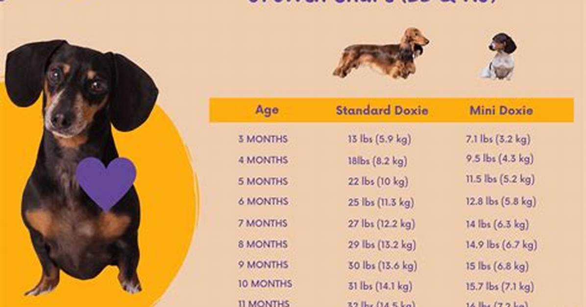 The Complete Mini Dachshund Weight Guide Diet Health And
