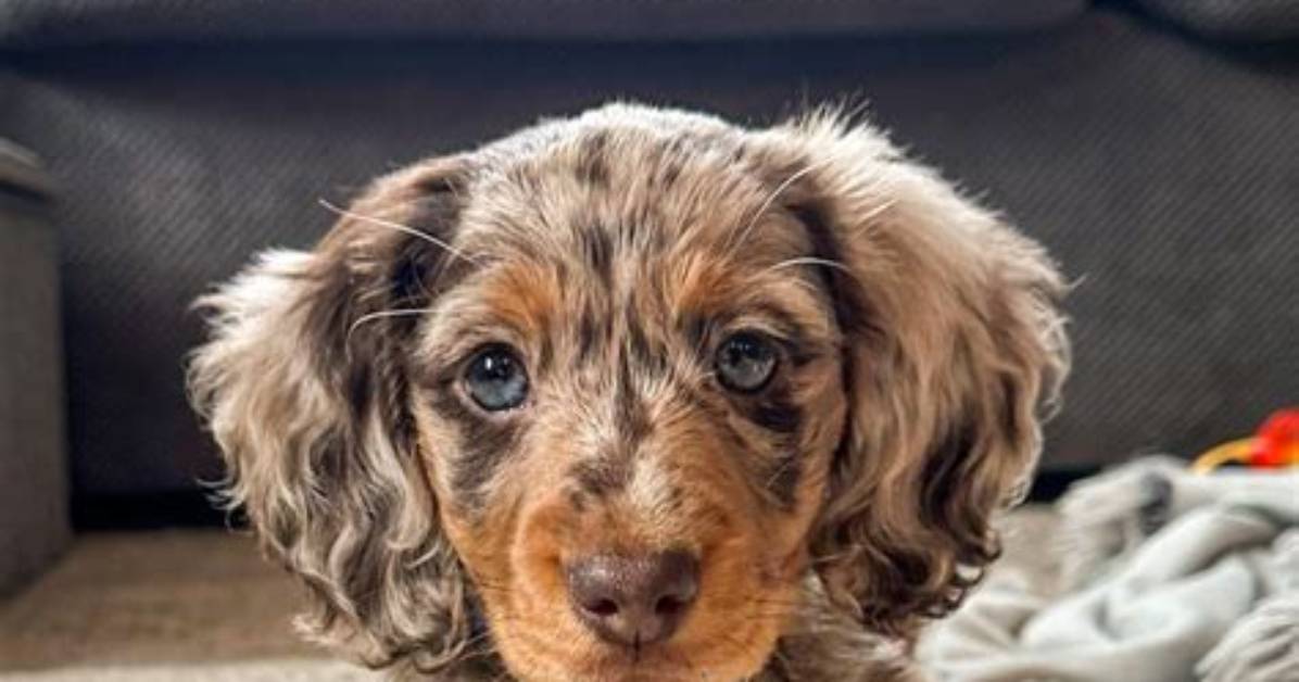 The Dapple Long Haired Dachshund Phenomenon Why Everyone Is Falling for This