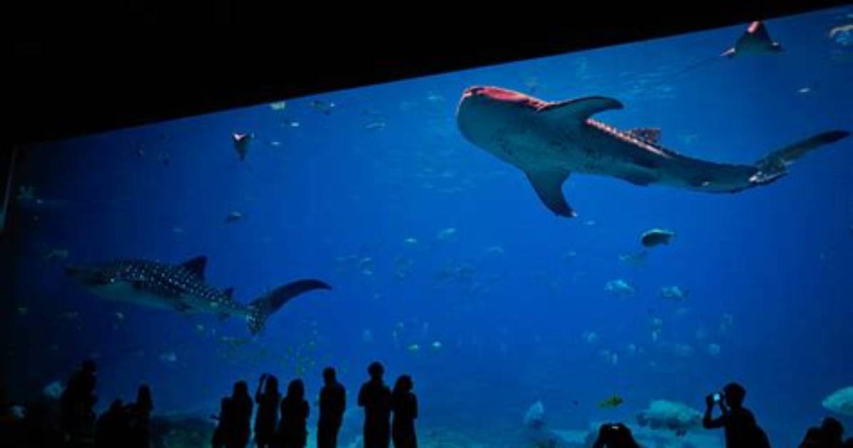 The Evolution of America S Largest Aquarium from Groundbreaking to Atlanta S