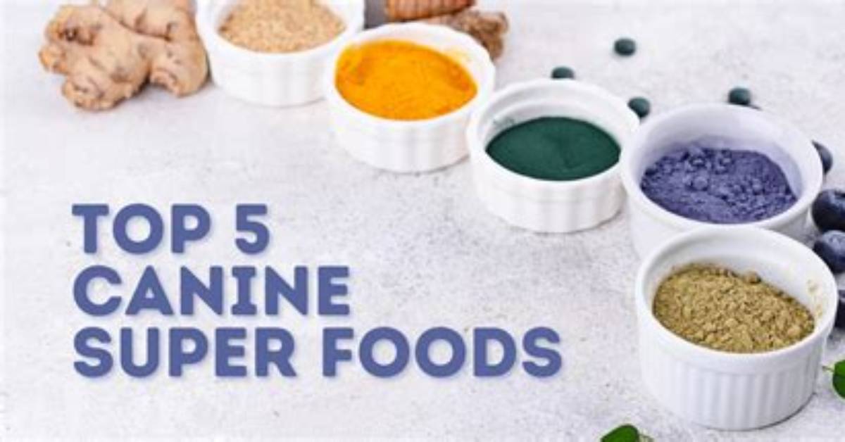 The Evolution of Canine Superfoods: How Honey Became Pet Parents' Daily Go-To