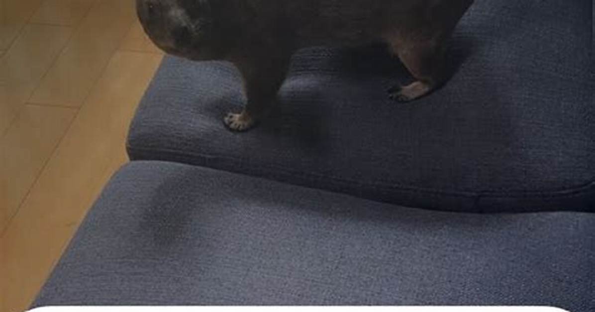 The Evolution of Some Bullshit with Fur from Niche Joke To