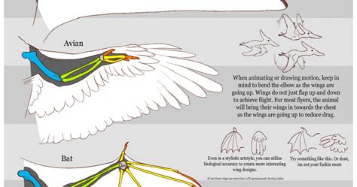 The Evolution of Wing Art How