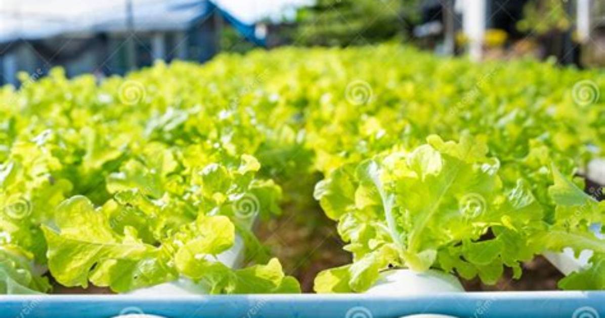 The Farm Furirenkoraboga Qii Mimikku Ti Yanya Xian Ding Ke Shino Quan Maowo Xie Zhen Fuki Che Di Jie