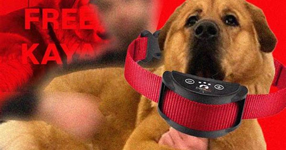 The Free Kaya Backlash Why Hasan Piker S Dog Became the Internet S Most